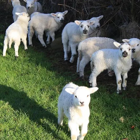 Corrib Wave Konukevi Oughterard