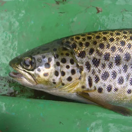 招待所 科里布波浪酒店 3*