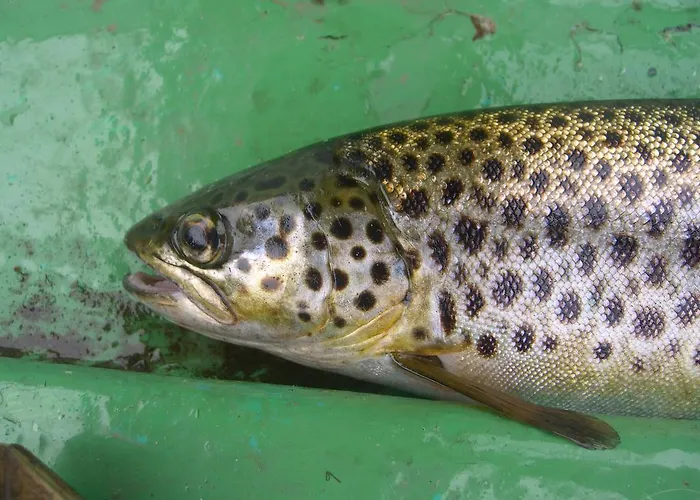 Pensionat Corrib Wave 3*