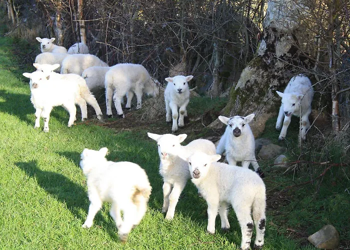 Pensionat Corrib Wave 3*