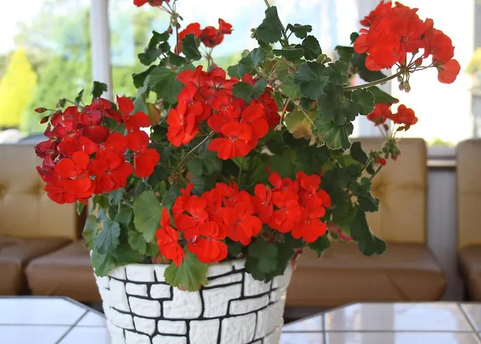 Corrib Wave Oughterard